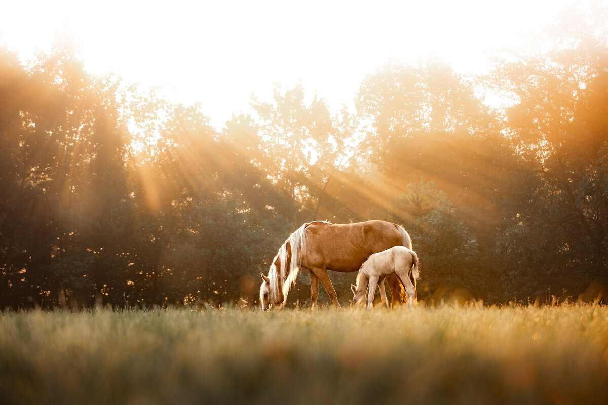 Palomino Mountain Pleasure Horse mare with her foal in a natural landscape and sunshine, symbolizing hope through successful conservation efforts.