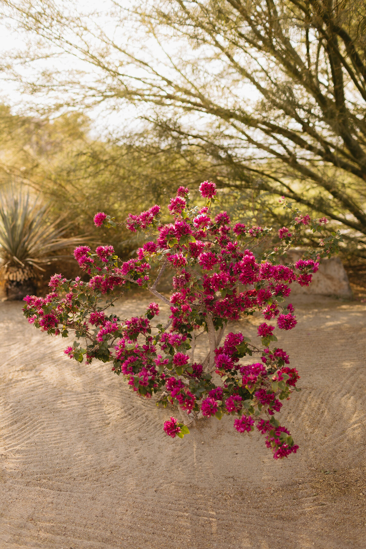 4197Desert_Willow_Golf_Club_Wedding2025