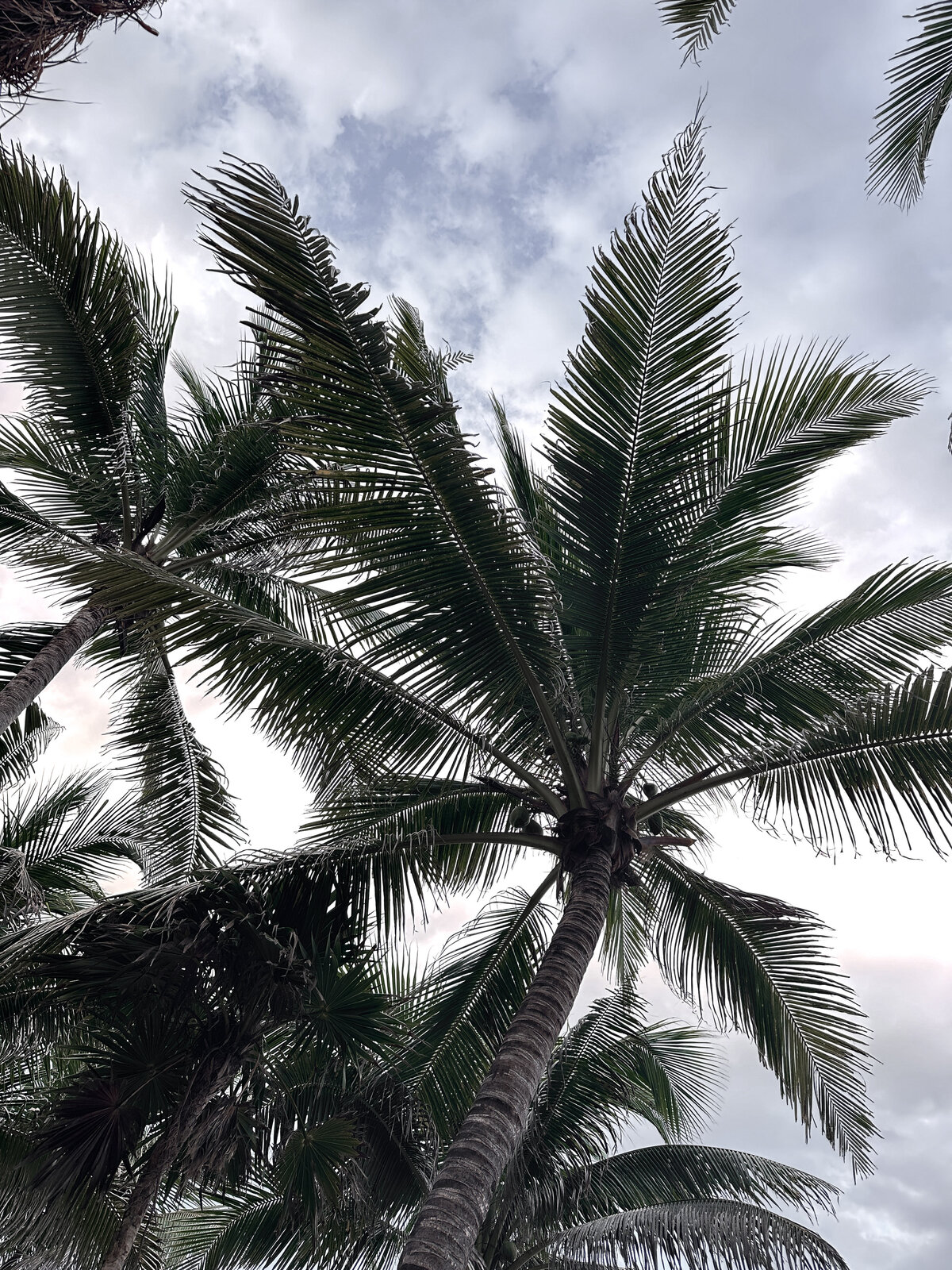 Palm Trees by AMALYN @amalynsocial and @amalynstyle 