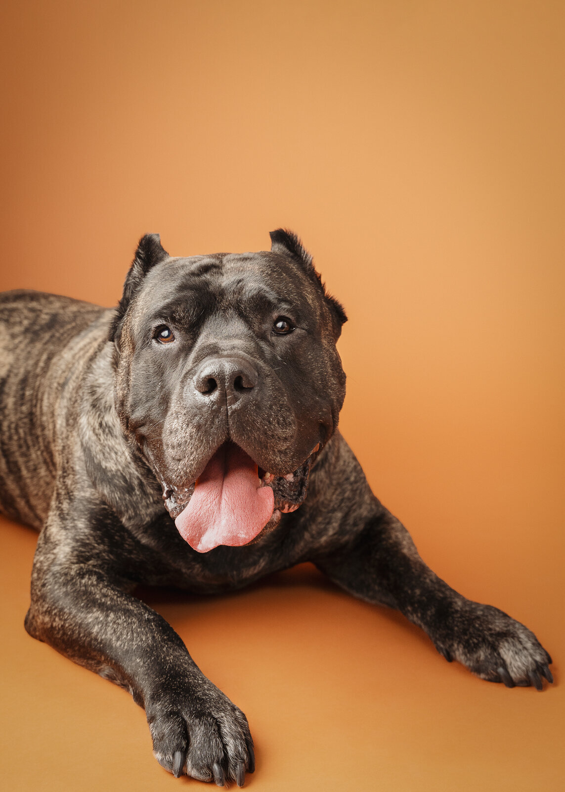 grey-bruce-owen-sound-photographer-pets-11