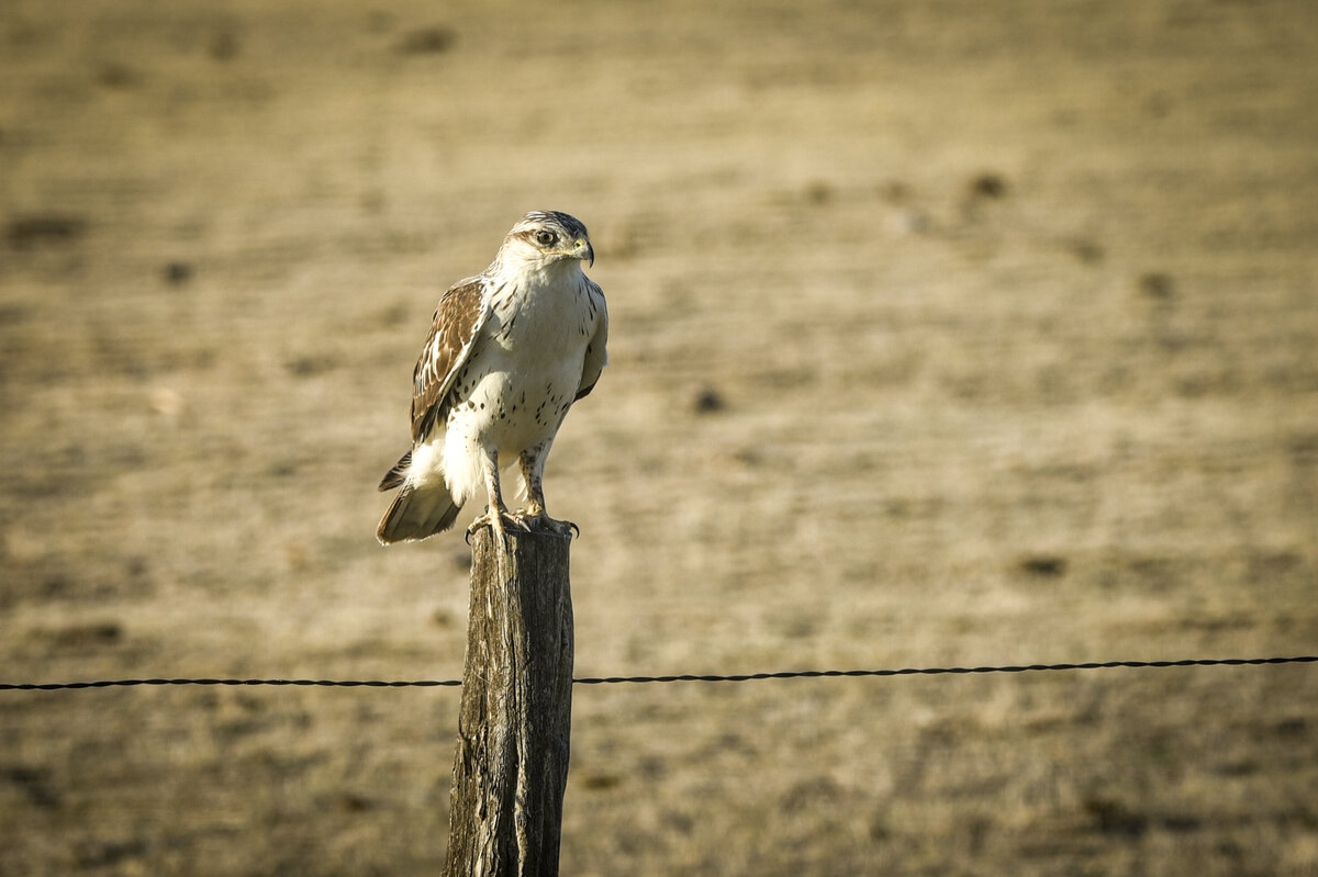 Christi-Peace-Photography-Texas-hawk-1