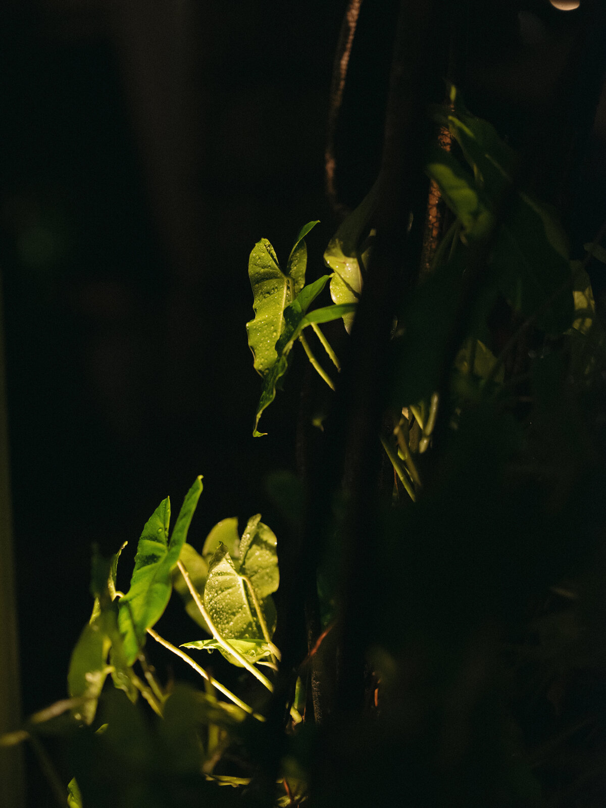 250509HANTYL-adv0078