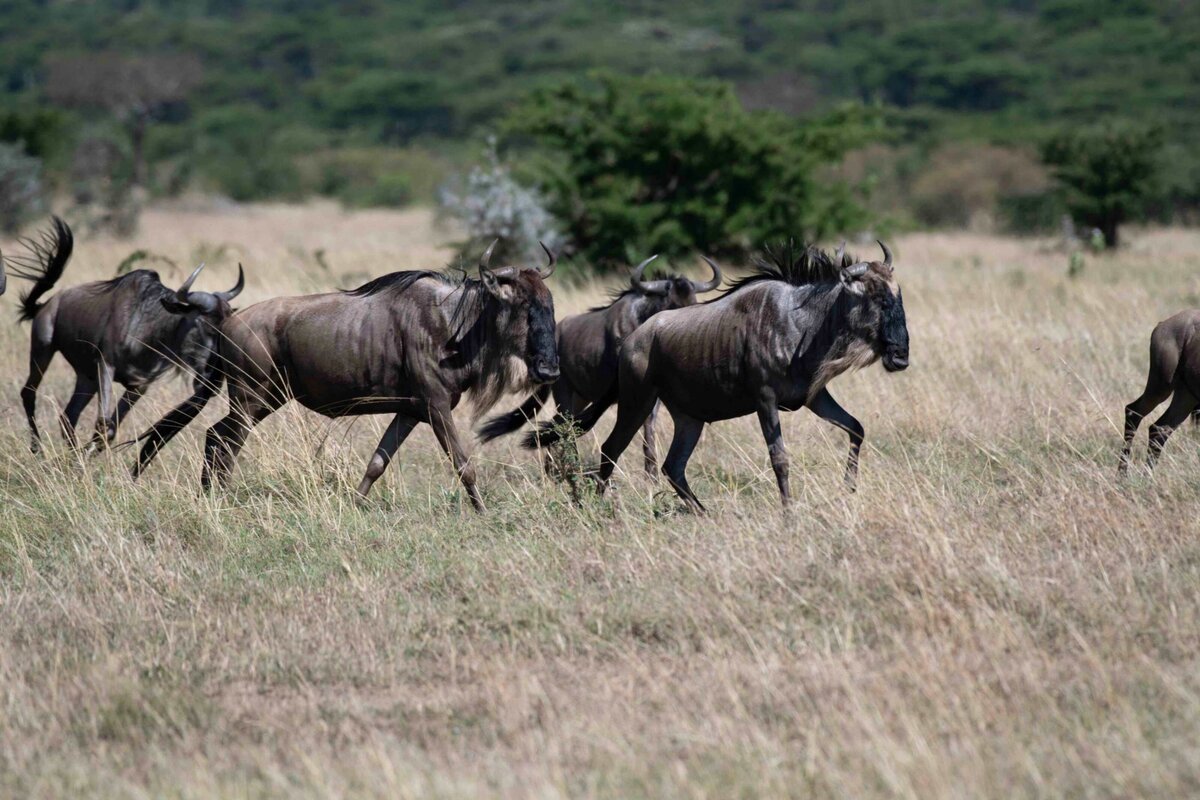 TAASA Safari Wildlife (13)