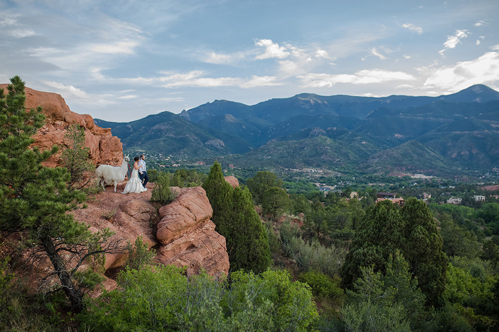 Wedding llamas Garden of the Gods-1155