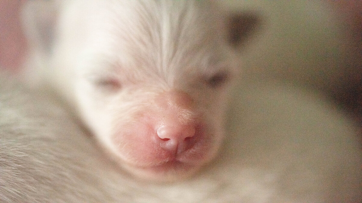 volpino italiano puppy | newborn | close up | nose | Minnesota breeder