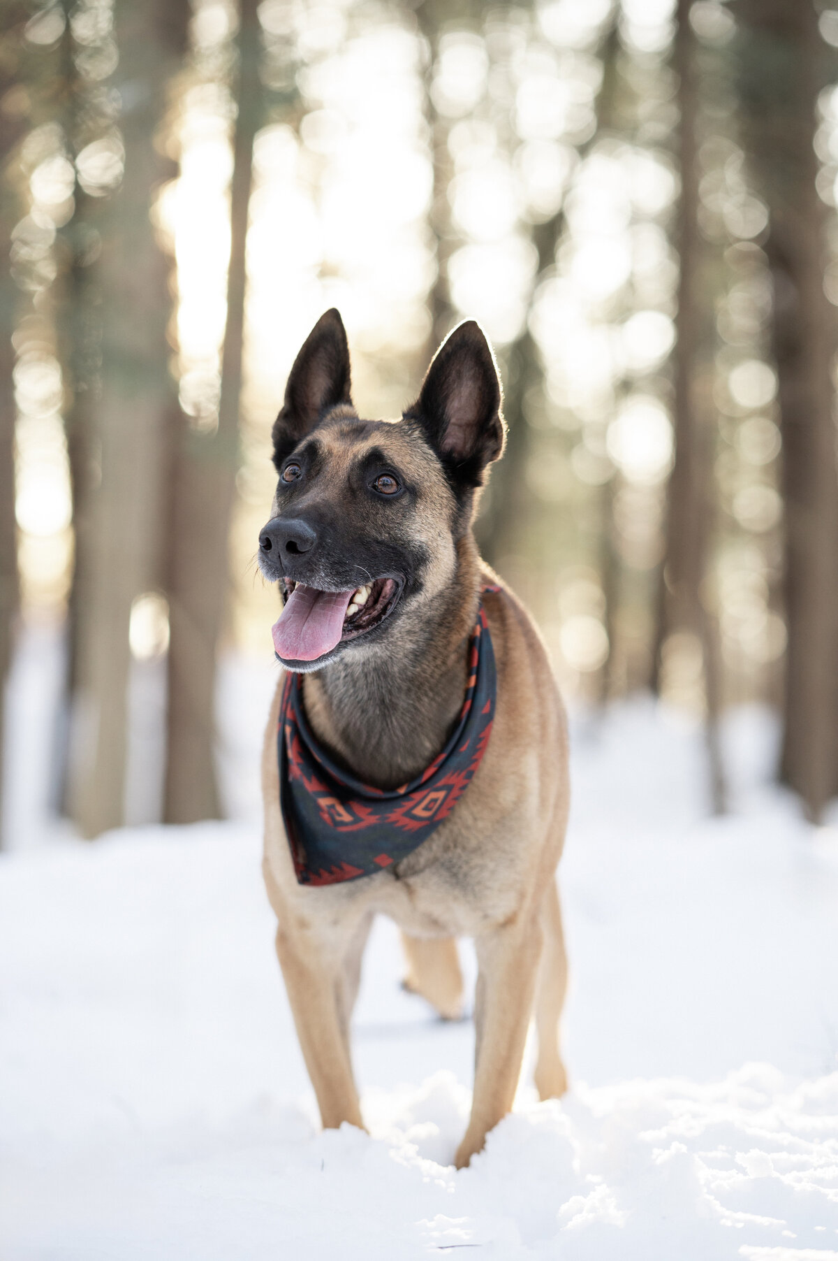 belgian-mal-photographer-snow
