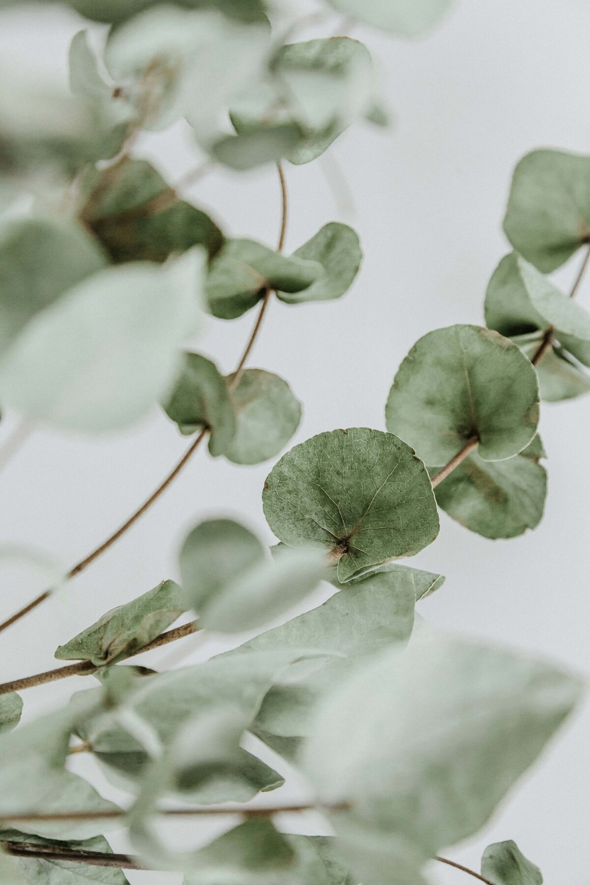 faded background image of eucalyptus plant