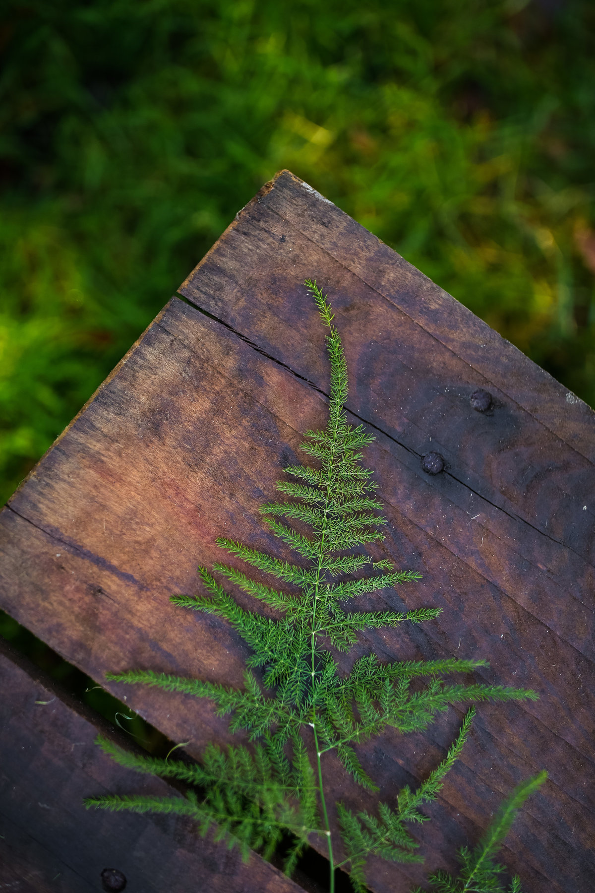 greenery on wood