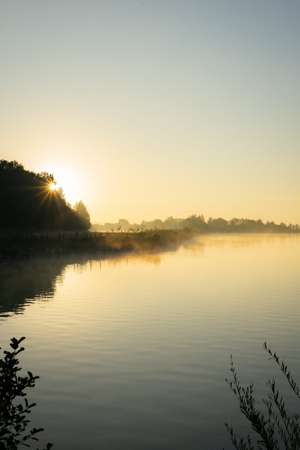 Bird_on_Birch_sunrise_3