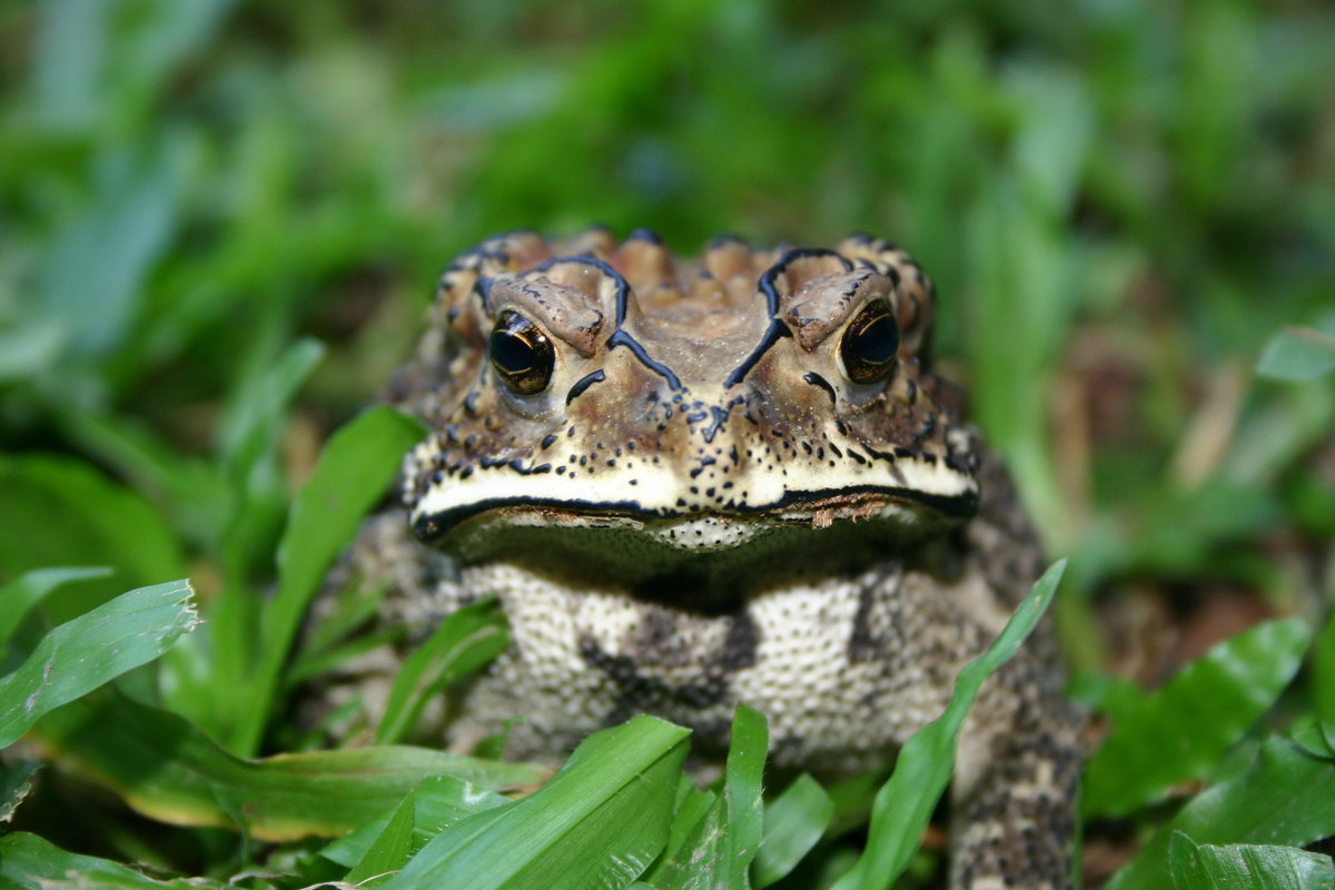 Black-Spined Toad - Sri Lanka IMG_9355