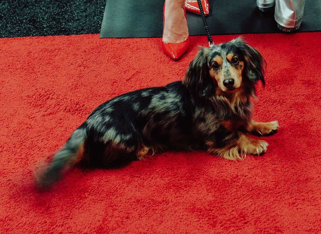 puppy