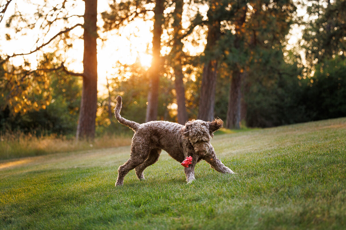 canine_hounds_dog_portraits_sessions_puppy  (25)