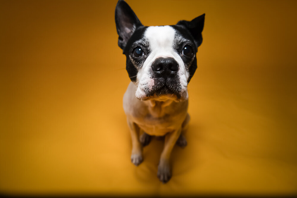 dallas-fortworth-pet-photography-Tyrion-5