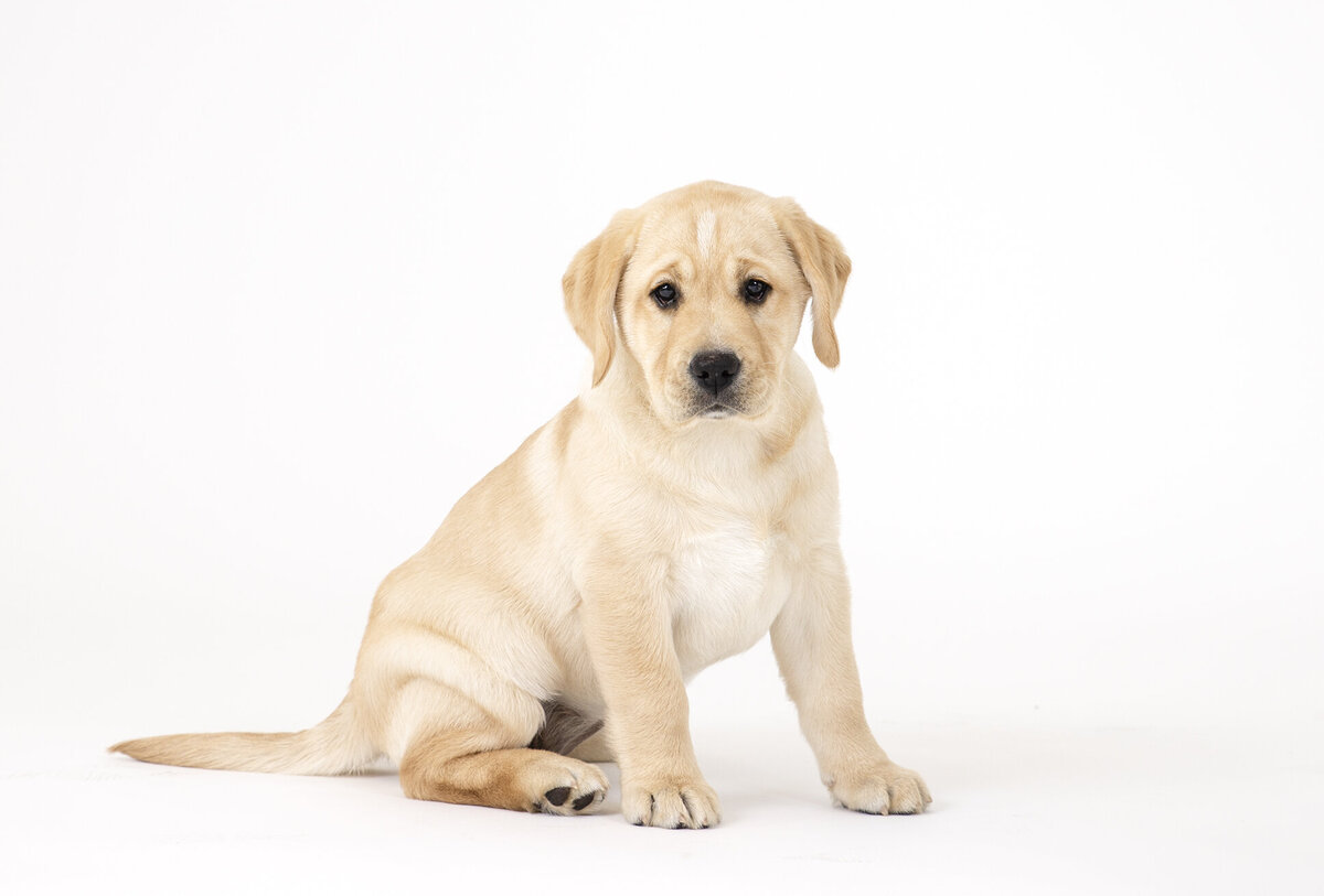 animal photography studio 11 copy