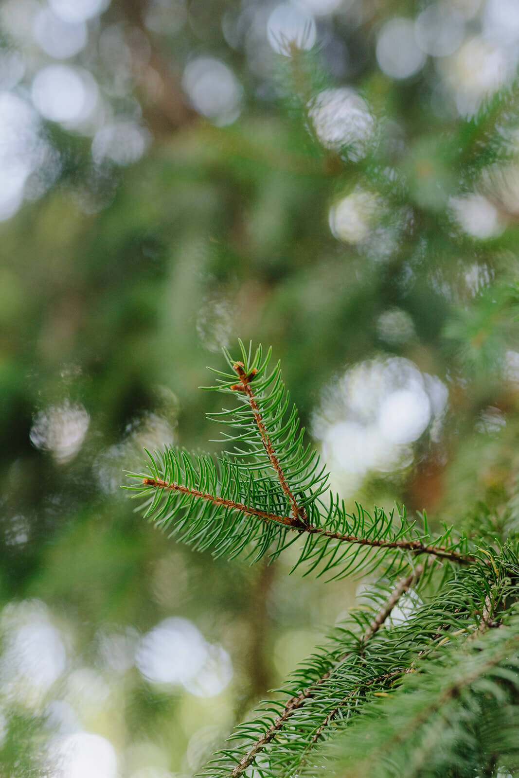Close up of fir tree branch