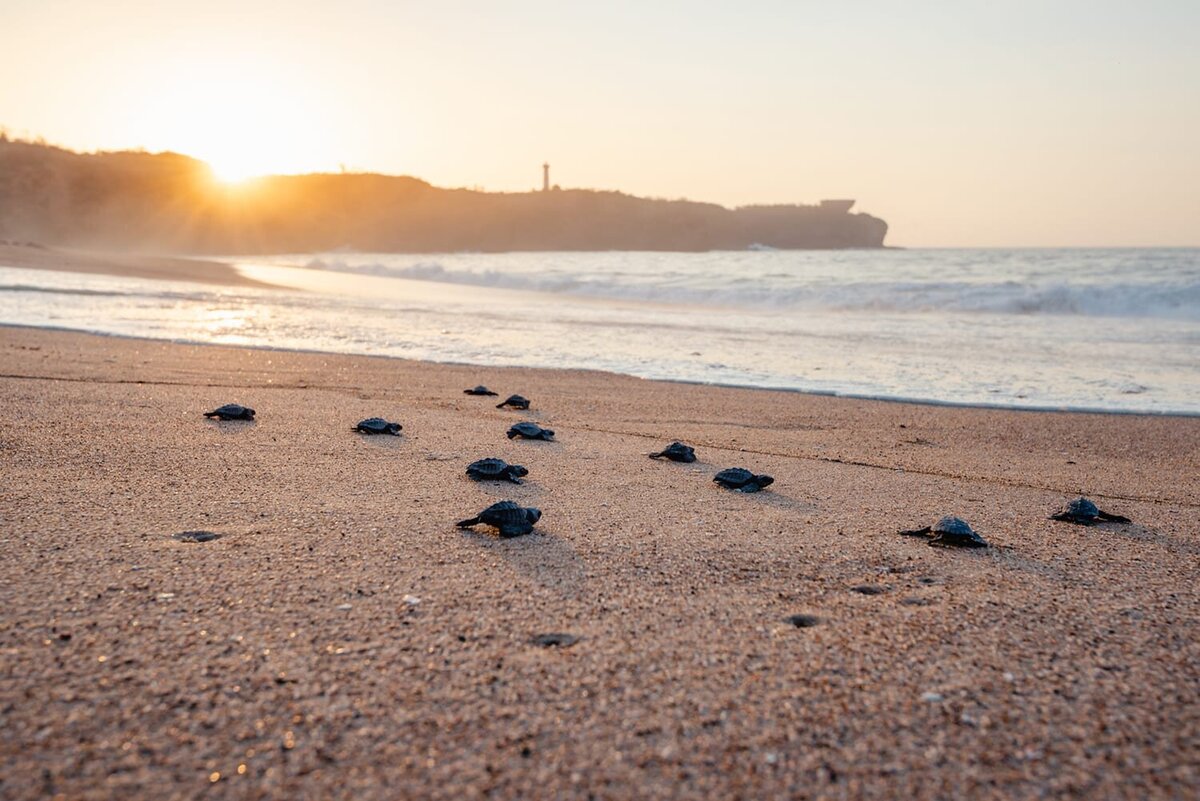 Careyes-Mexico-Turtle-Protection-Sanctuary--5099