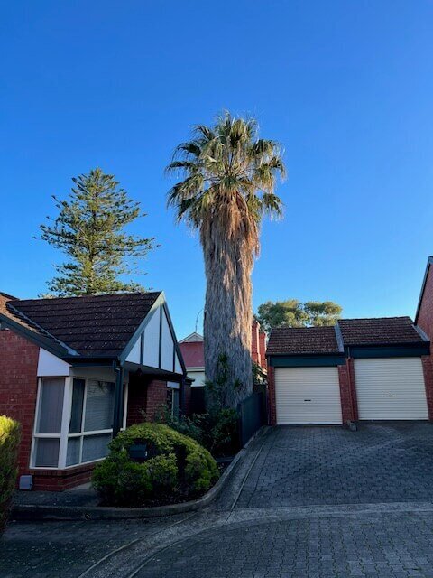 Evergreen Tree Services SA-Fan Palm Trimming-before