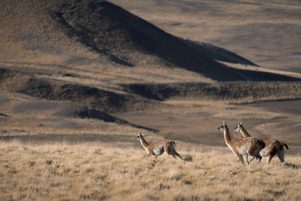 Guanaco in Sierra Baguales Patagonia Chile