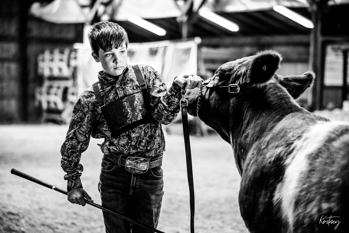 boy showing heifer
