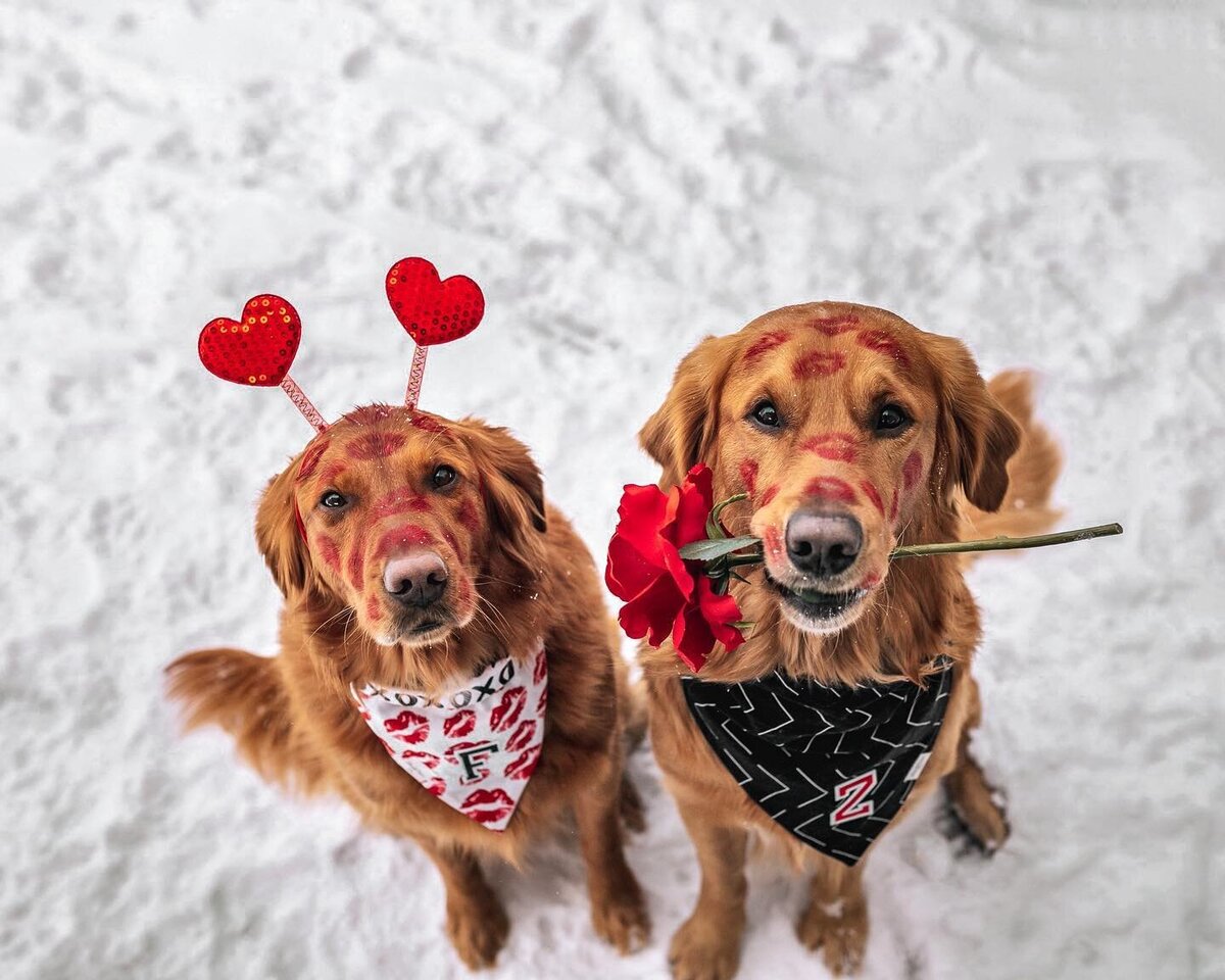 dogs valentines