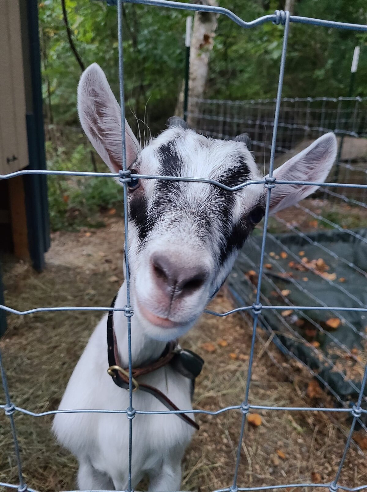 baby goat