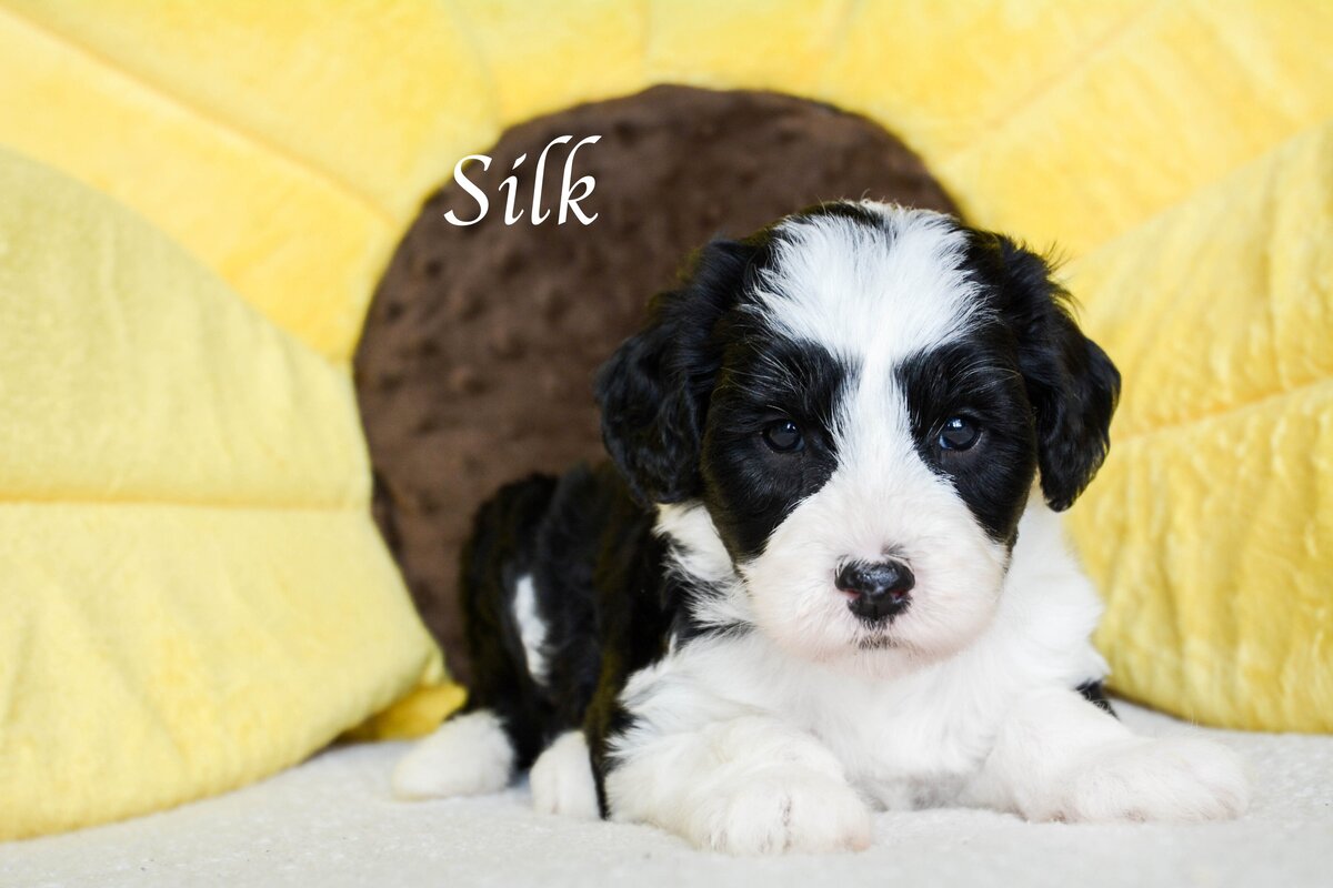 Available Mini and micro Sheepadoodle Puppies
