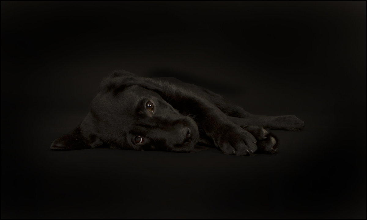 best studio pet photography 4