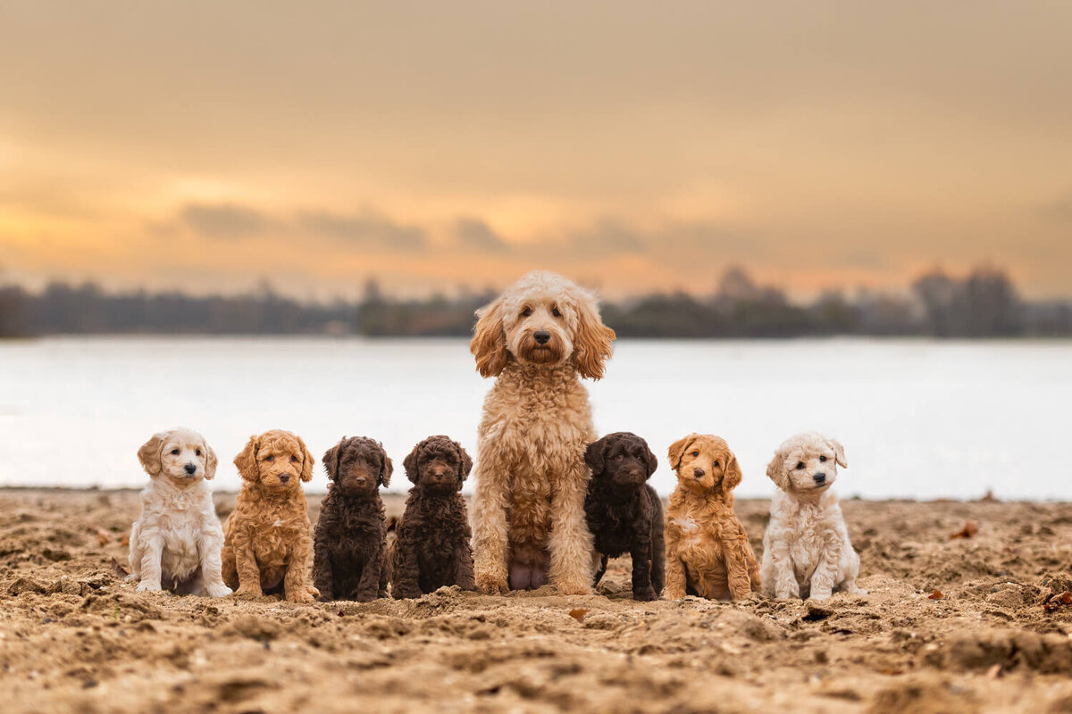 Dieren-Juliette fotografie-002