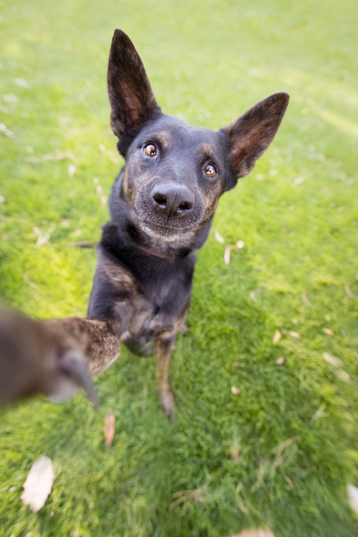 Phoenix AZ Pet Photography_23