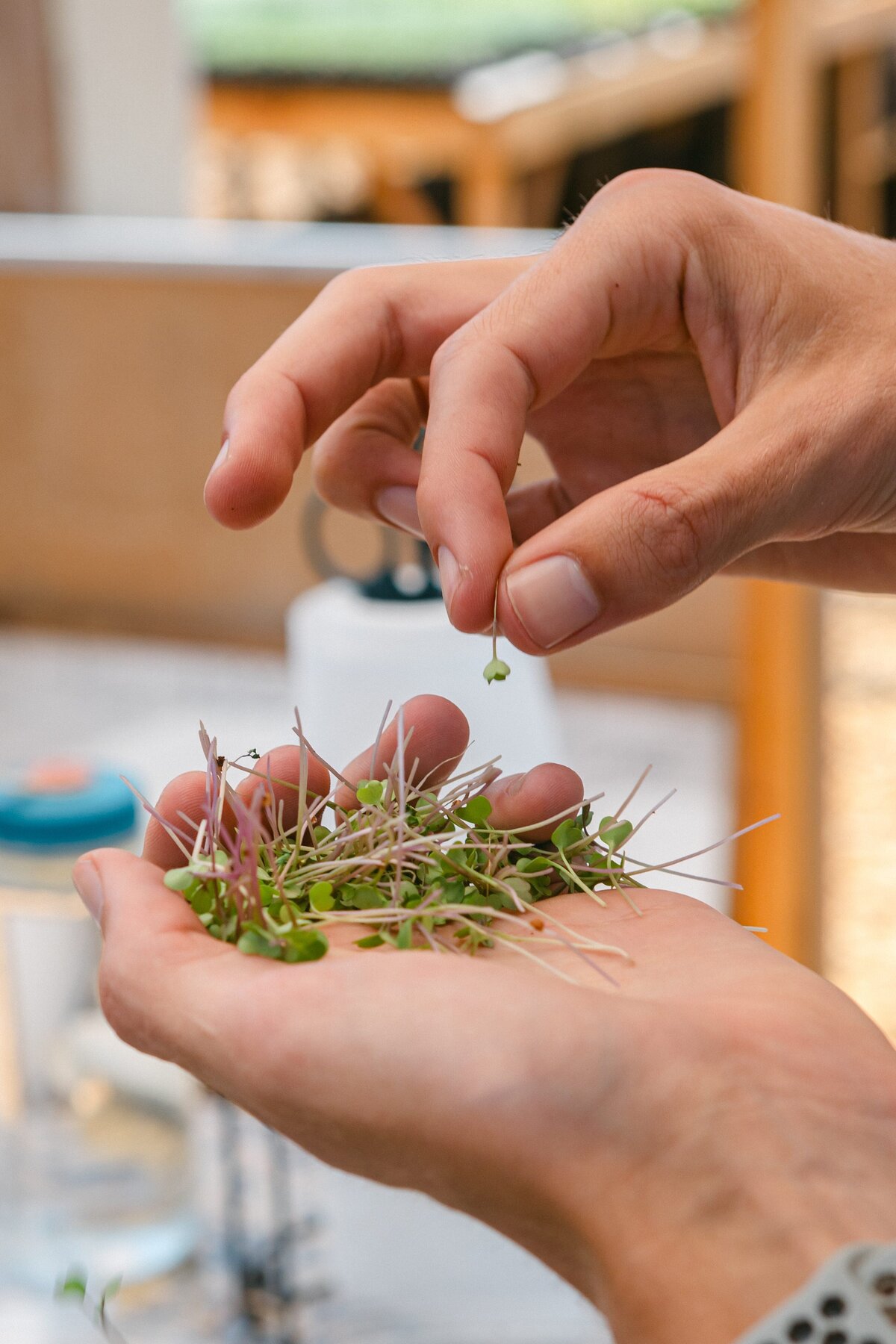 Channel-Islands-Micro-Greens-Local-Farmers-Markets-0037