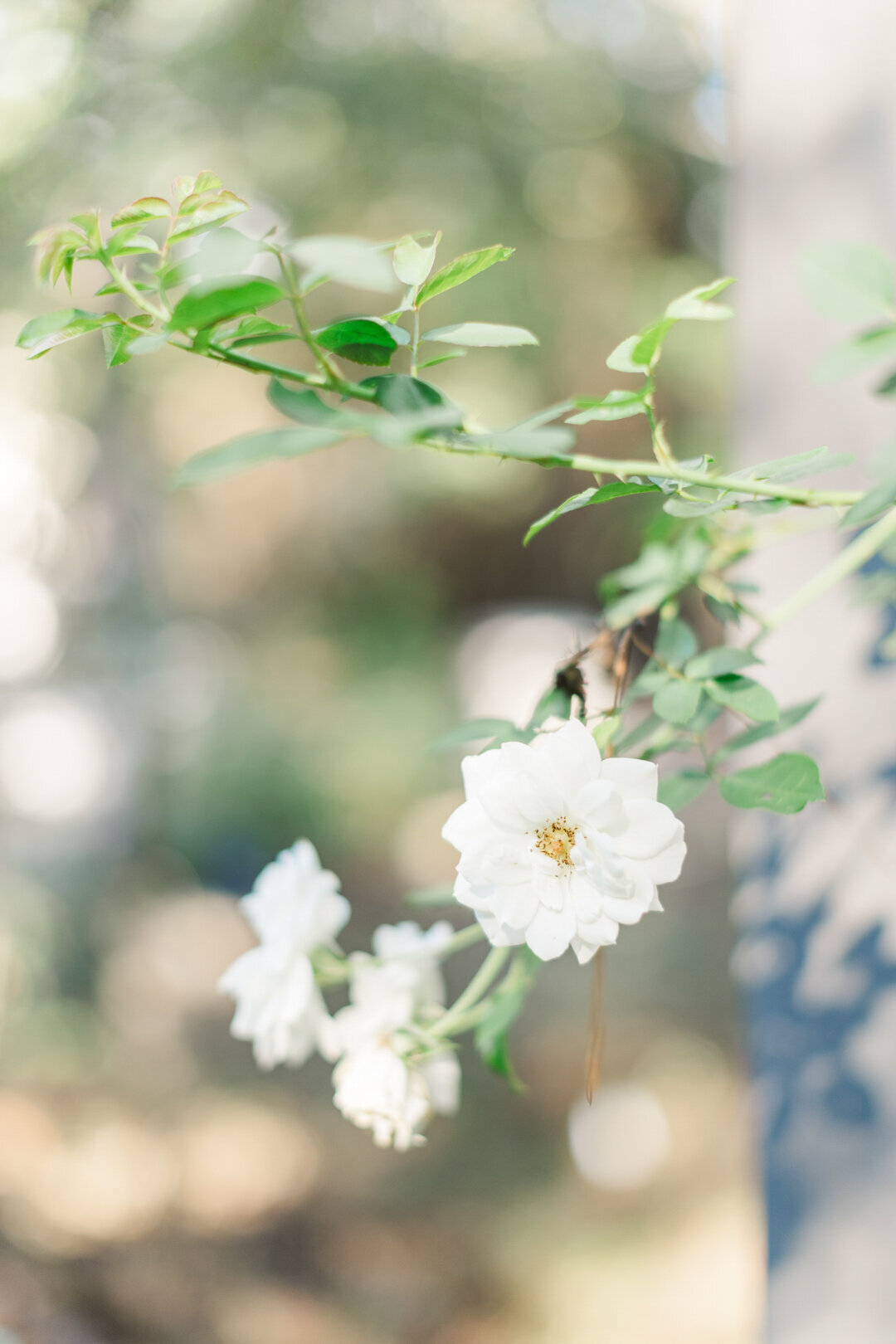 white flowers at the oak atelier studio during houston maternity session