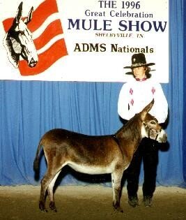 Nolauna Reserve Champ 96 ADMS