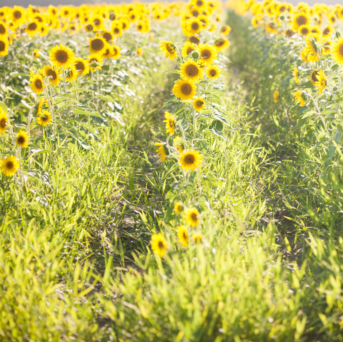 Contact | Katie Myrick Photography