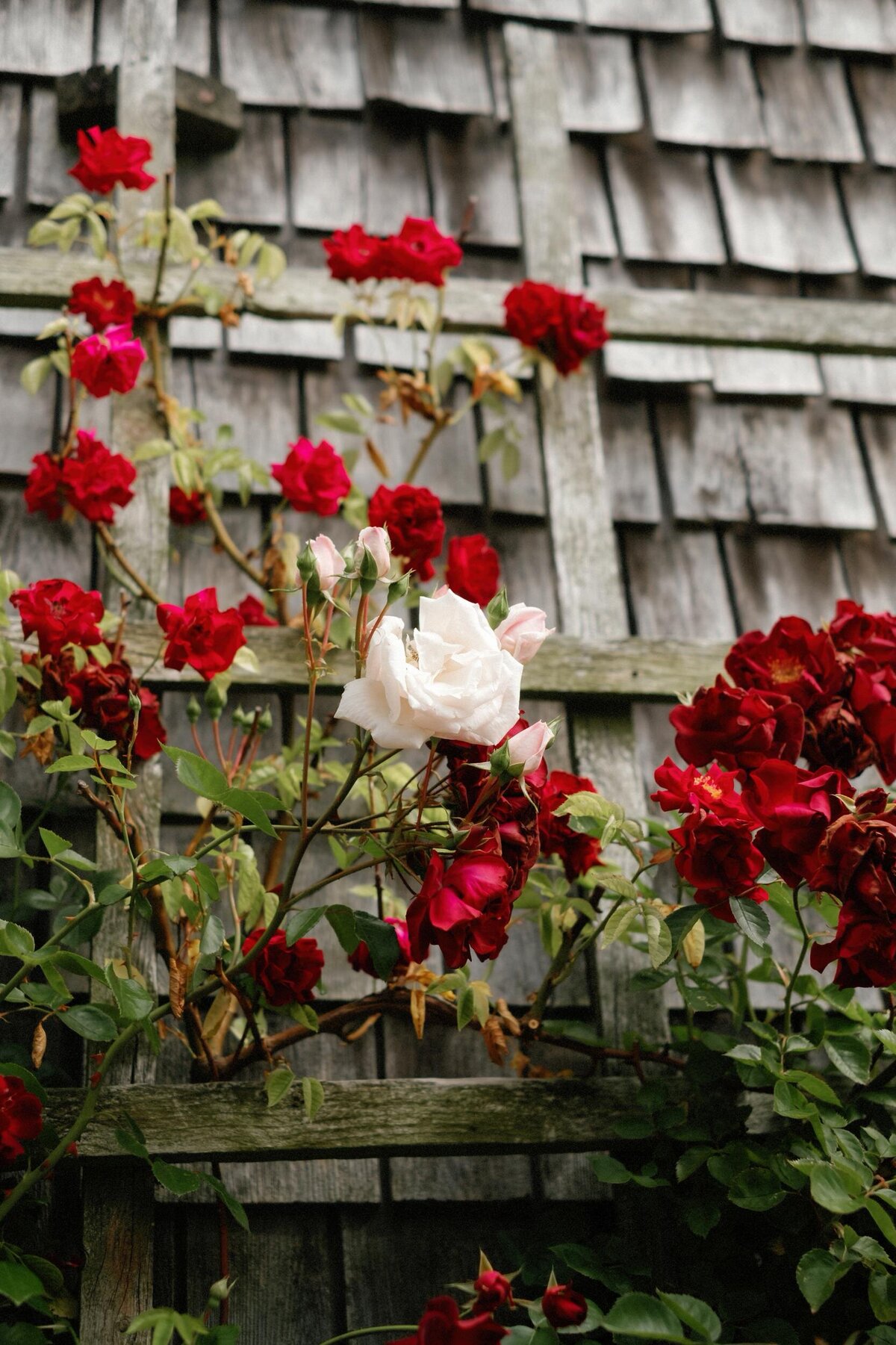 Wauwinet_Nantucket_Wedding_LevKuperman_028