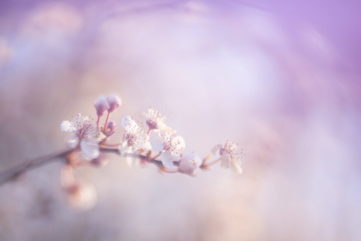 fine_art_photographer _059