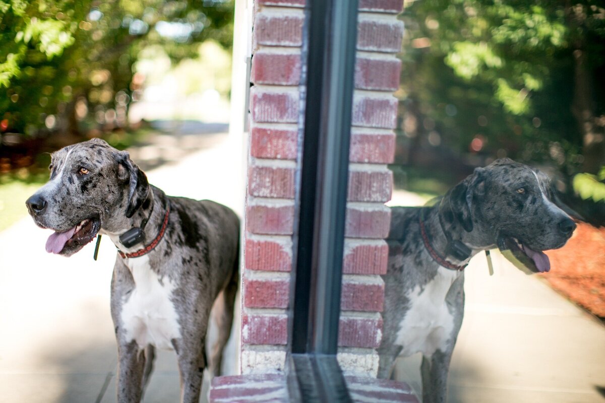 a great dane and his reflection