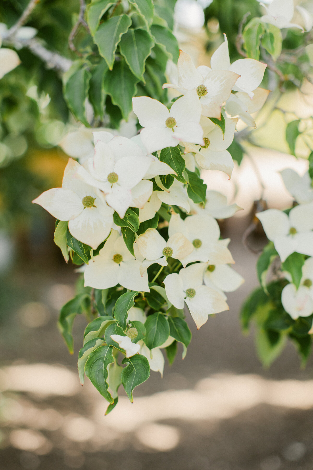 filoli-wedding-11