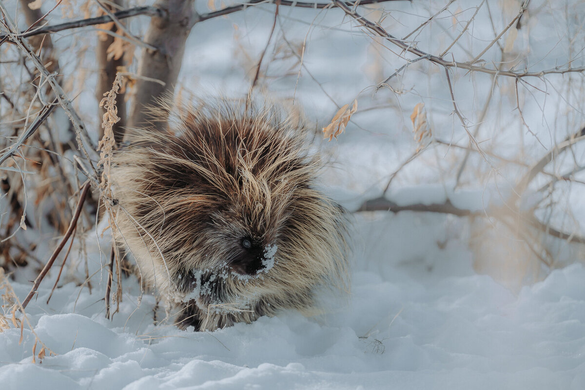 EDP Wildlife-221208-055