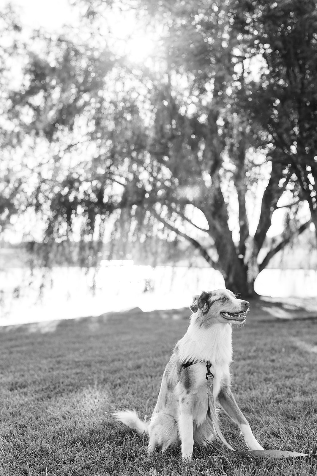 Alexis Fox Photography + Couple Session + Cox Hall Gardens + Carmel + Indiana (37 of 64)