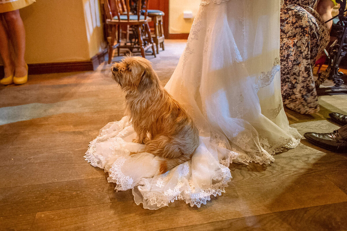 44 dog-sleeps-on-wedding-dress