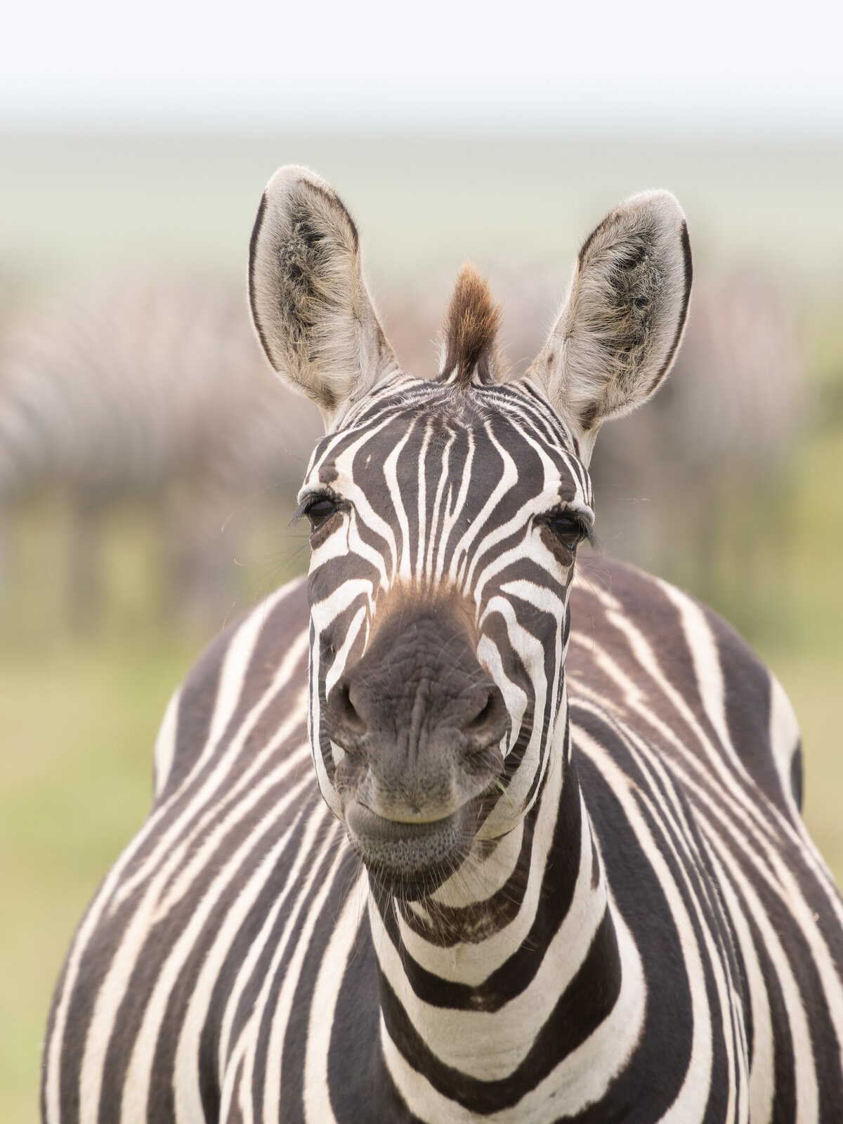 website-serengeti-animals2