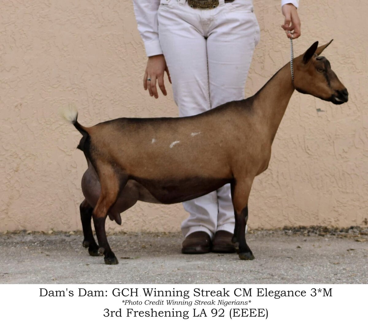 dam dam 3F