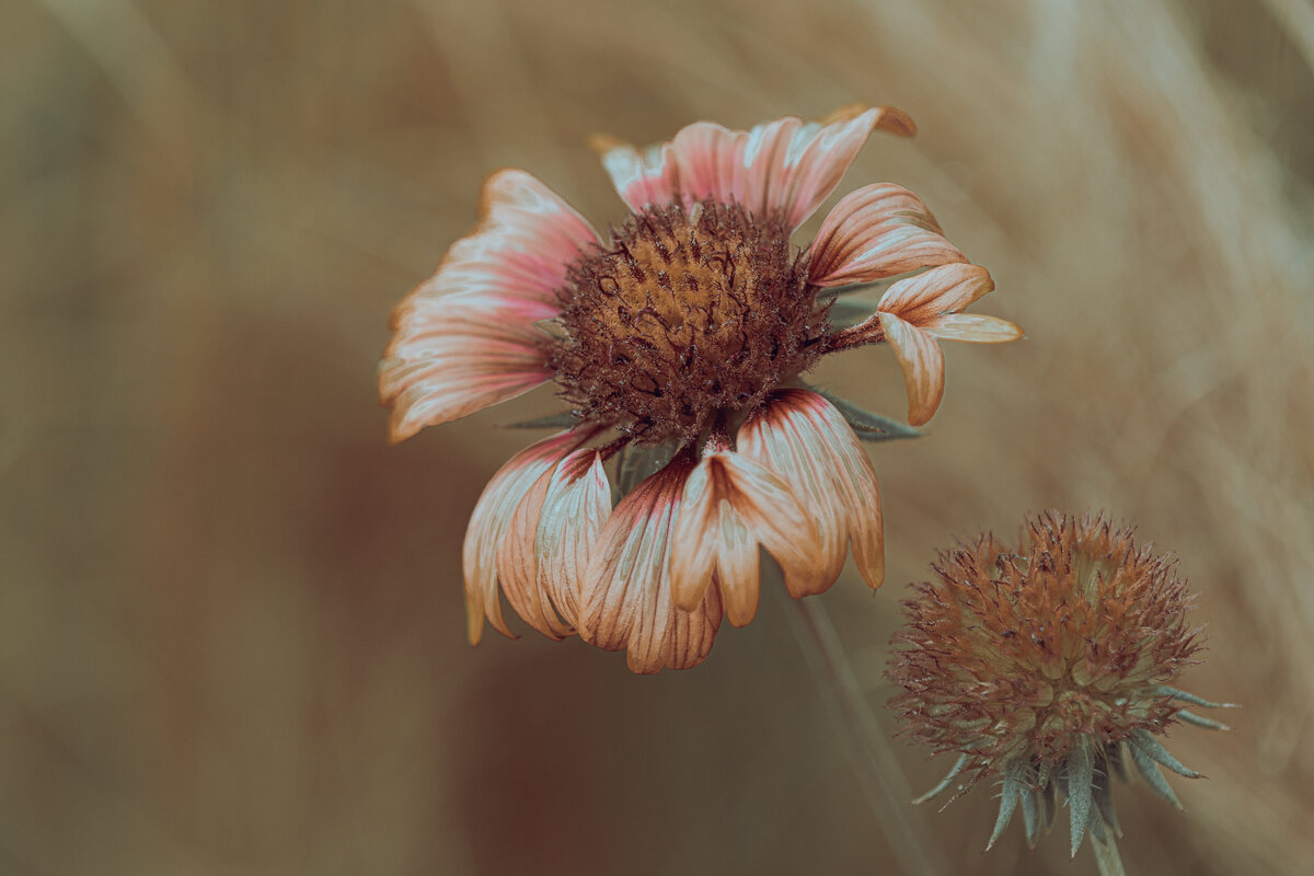indian_blanket_2840_C1