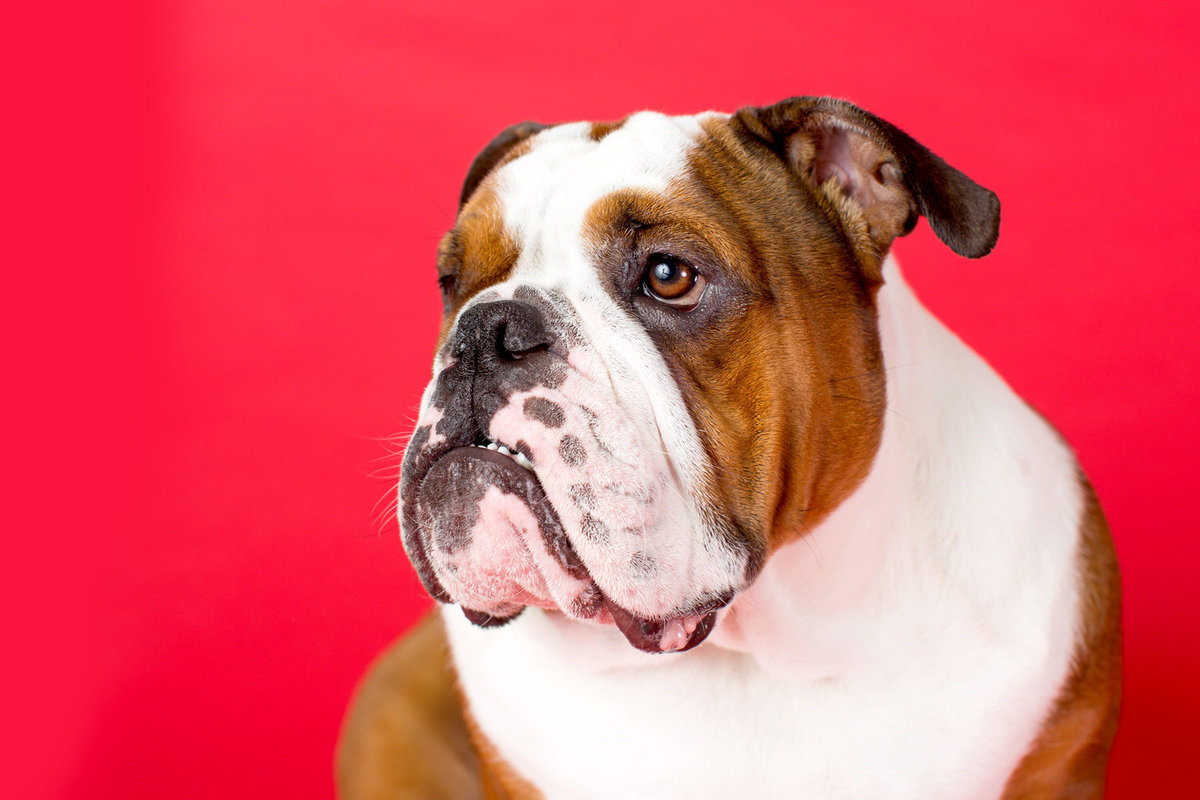 pet-photos-myrtle-beach-1500_074