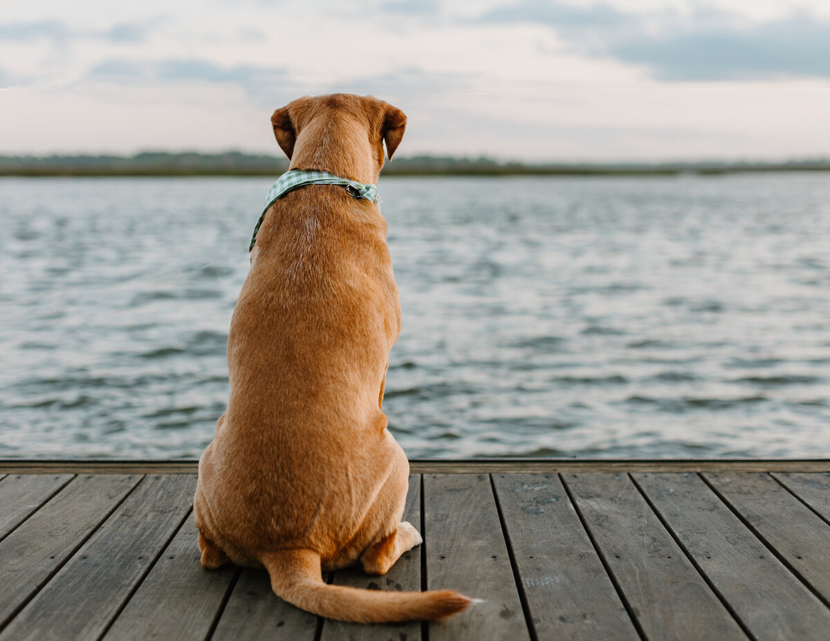 Charley Mae Photography specializes in capturing beautiful dog portraits in Hilton Head Island. Expert, personalized sessions to showcase your furry friend's charm.