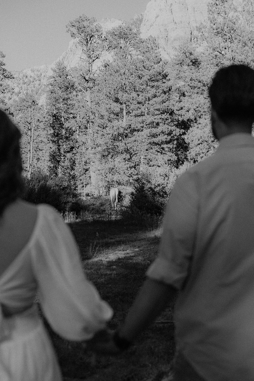 A black-and-white photograph capturing the couple from behind, holding hands as they look toward a distant horse amid tall trees and mountains.