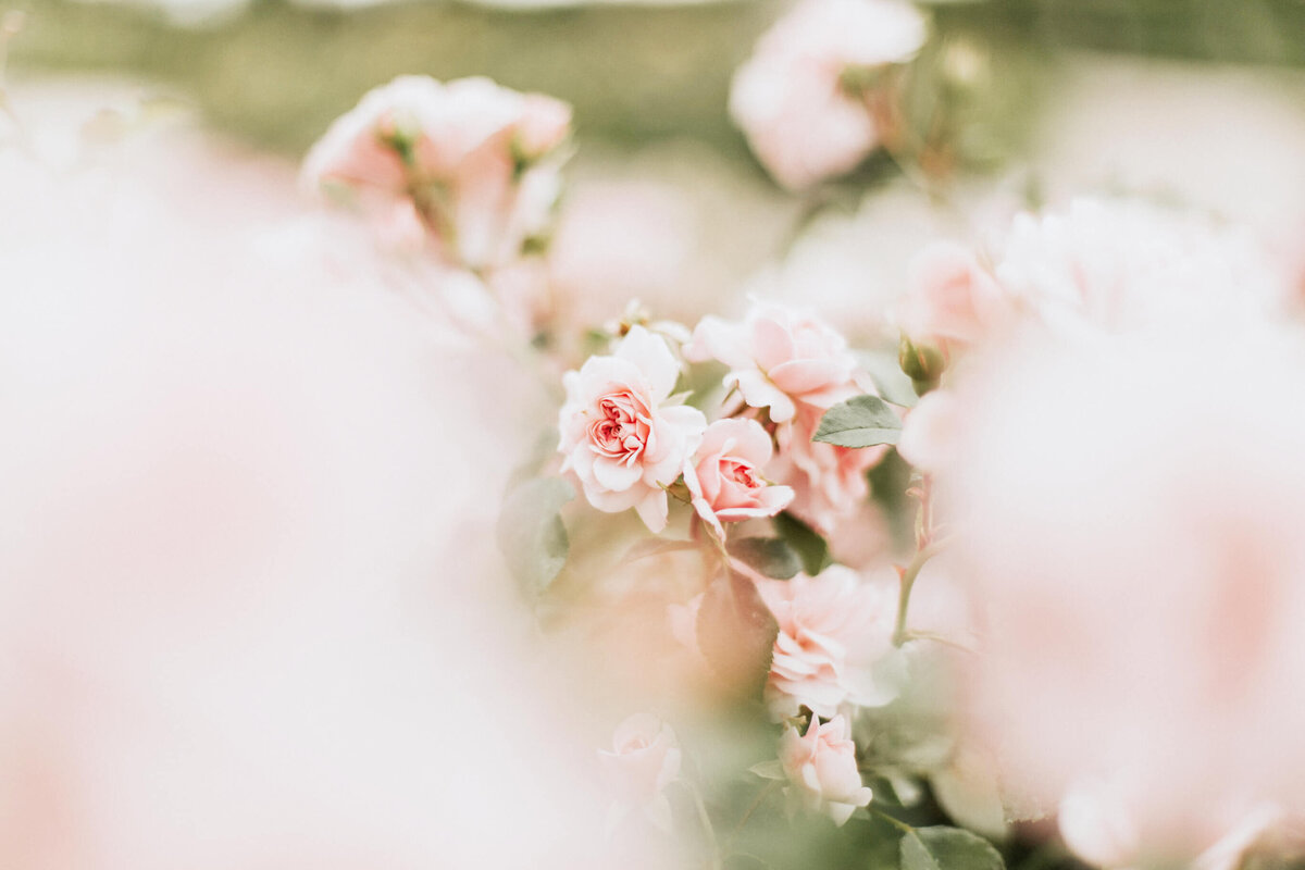 pink-roses