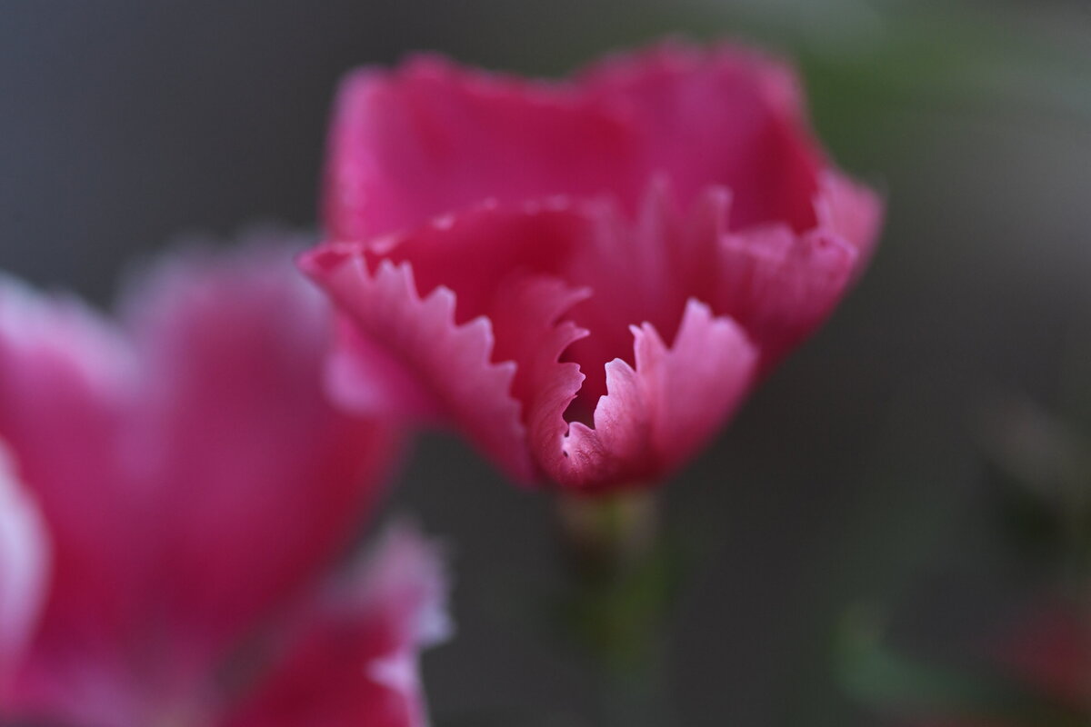 July garden - 149