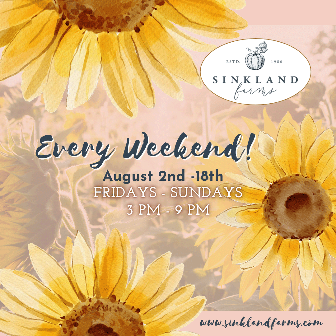 instagram_We-are-all-golden-sunflowers-inside_sunflower-festival (1)