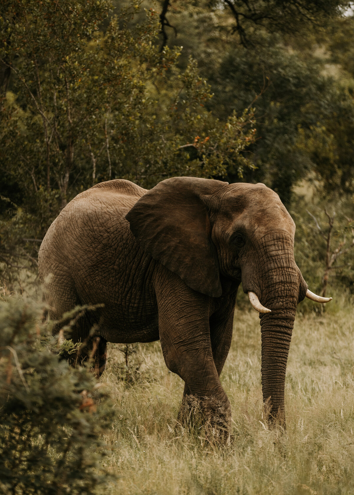 animals-2